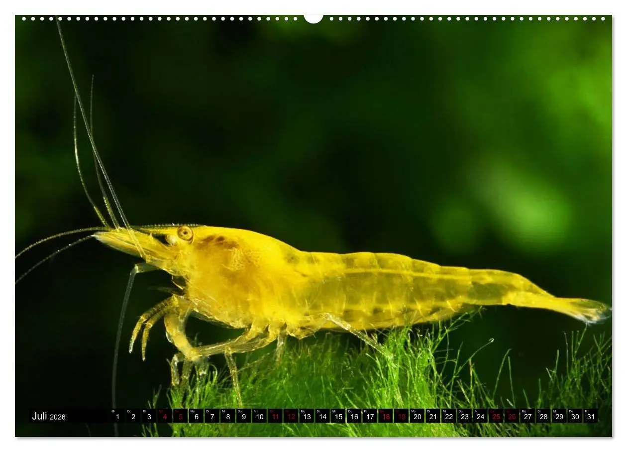 Bild: 9783457533208 | Dwarf Shrimps - Zwerggarnelen (Wandkalender 2026 DIN A2 quer),...