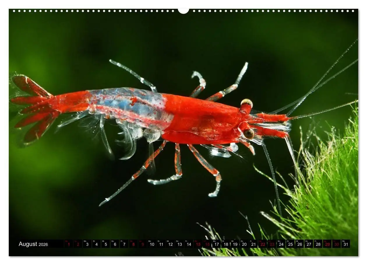 Bild: 9783457533208 | Dwarf Shrimps - Zwerggarnelen (Wandkalender 2026 DIN A2 quer),...