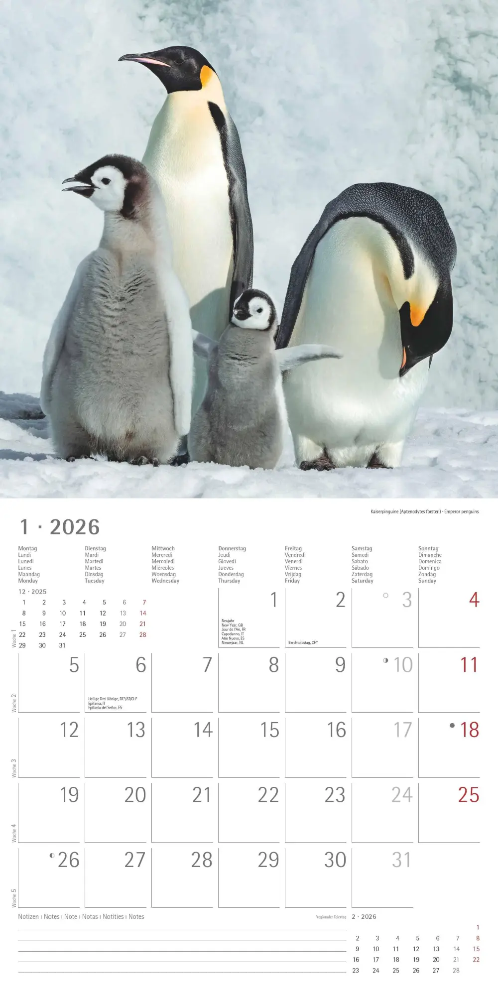 Bild: 4069095003408 | Pinguine 2026 - Broschürenkalender 30x30 cm (30x60 geöffnet) -...