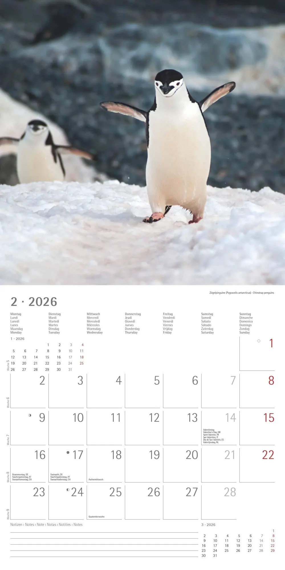Bild: 4069095003408 | Pinguine 2026 - Broschürenkalender 30x30 cm (30x60 geöffnet) -...
