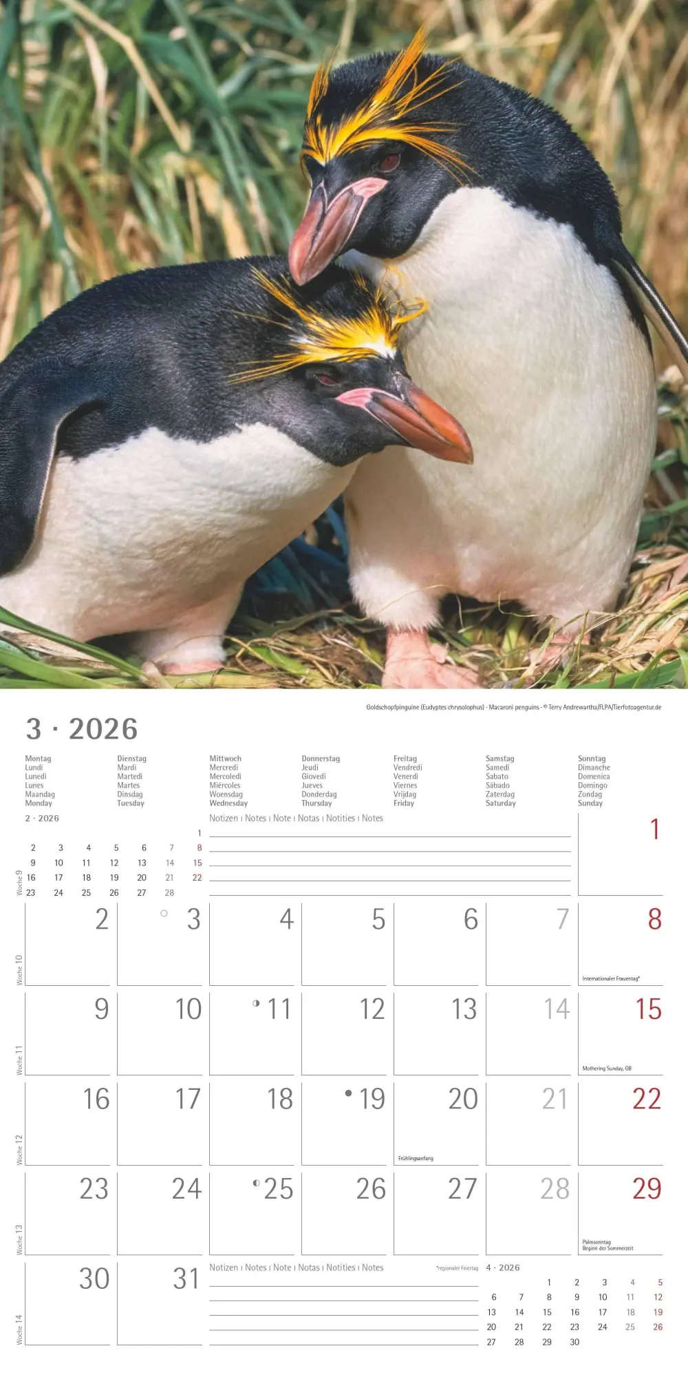 Bild: 4069095003408 | Pinguine 2026 - Broschürenkalender 30x30 cm (30x60 geöffnet) -...