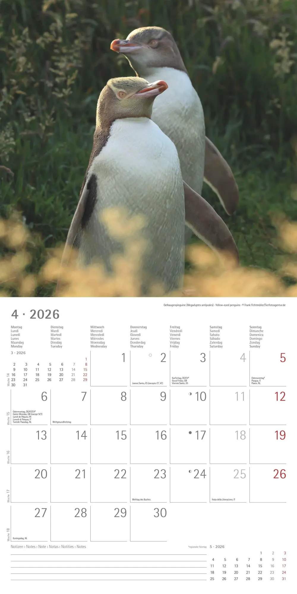 Bild: 4069095003408 | Pinguine 2026 - Broschürenkalender 30x30 cm (30x60 geöffnet) -...