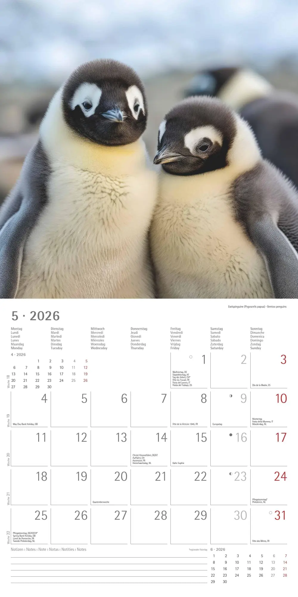 Bild: 4069095003408 | Pinguine 2026 - Broschürenkalender 30x30 cm (30x60 geöffnet) -...