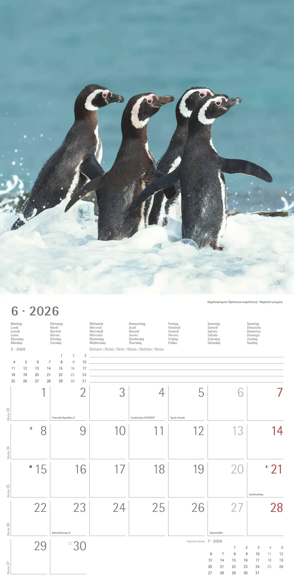 Bild: 4069095003408 | Pinguine 2026 - Broschürenkalender 30x30 cm (30x60 geöffnet) -...
