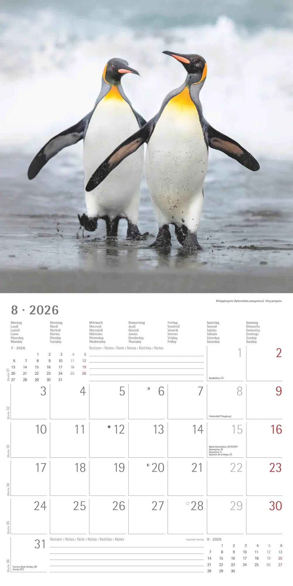 Bild: 4069095003408 | Pinguine 2026 - Broschürenkalender 30x30 cm (30x60 geöffnet) -...