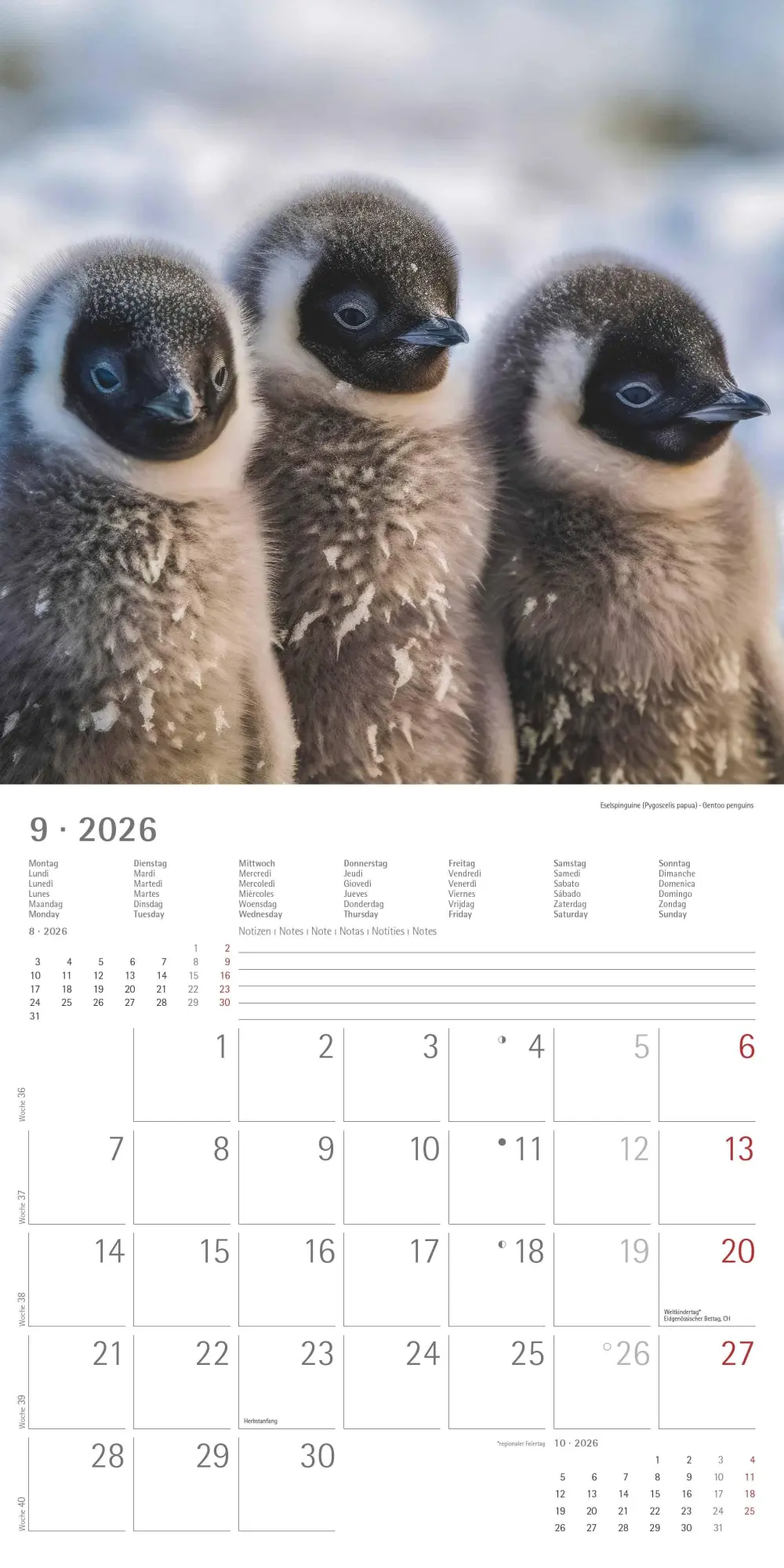 Bild: 4069095003408 | Pinguine 2026 - Broschürenkalender 30x30 cm (30x60 geöffnet) -...