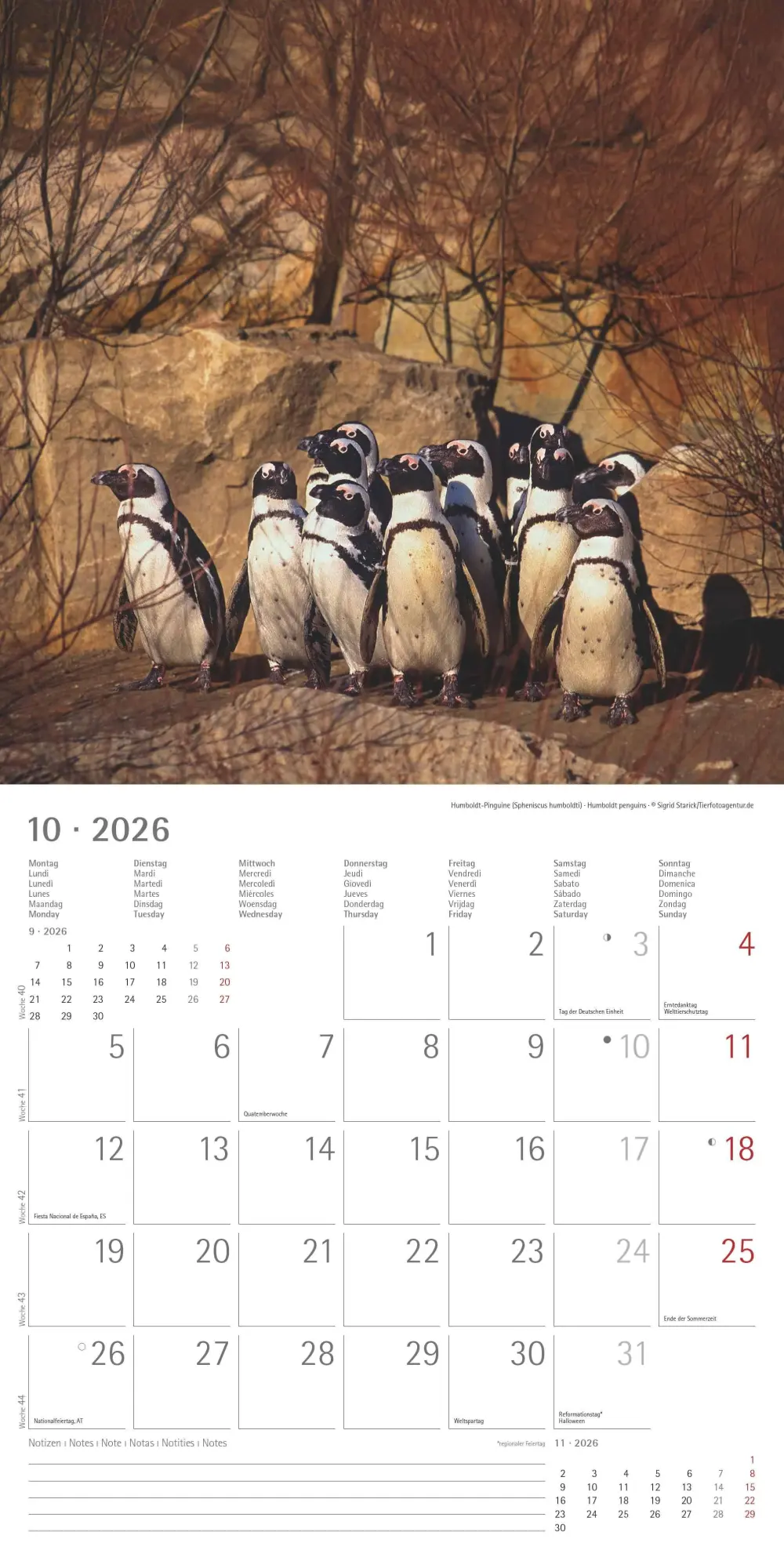 Bild: 4069095003408 | Pinguine 2026 - Broschürenkalender 30x30 cm (30x60 geöffnet) -...