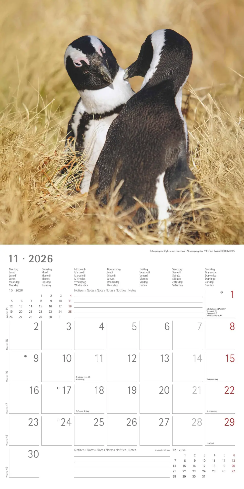 Bild: 4069095003408 | Pinguine 2026 - Broschürenkalender 30x30 cm (30x60 geöffnet) -...