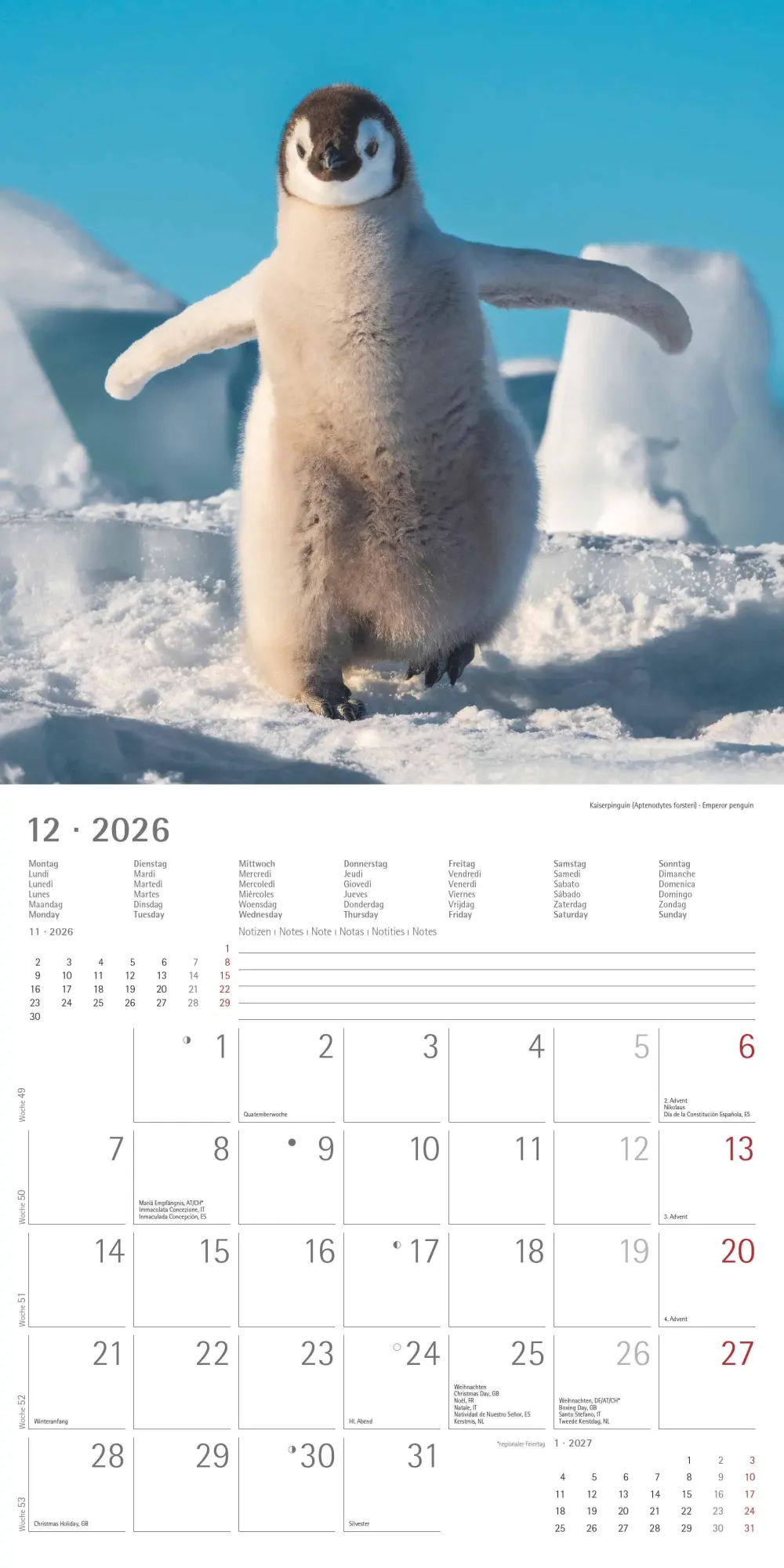 Bild: 4069095003408 | Pinguine 2026 - Broschürenkalender 30x30 cm (30x60 geöffnet) -...