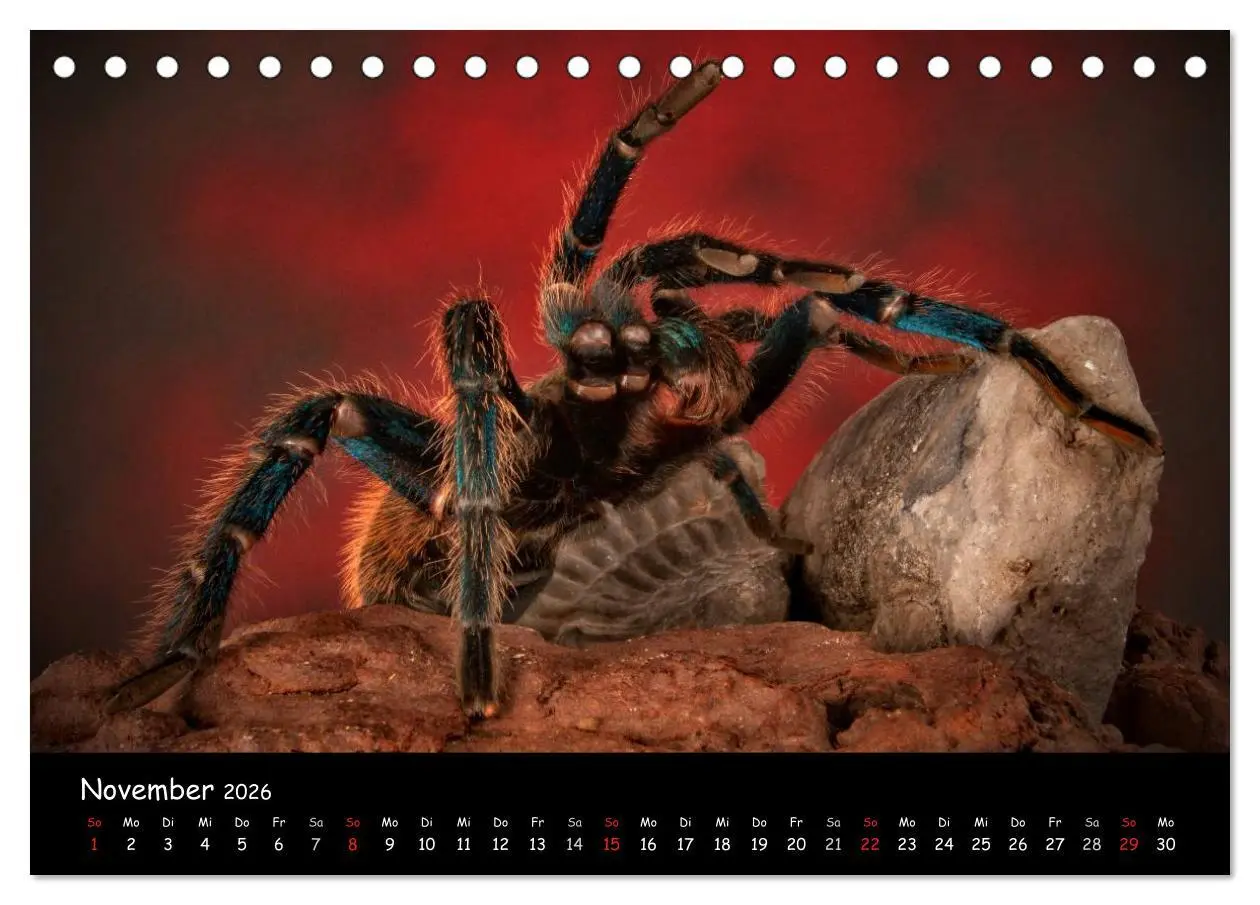Bild: 9783457993408 | Mystische Vogelspinnen (Tischkalender 2026 DIN A5 quer), CALVENDO...