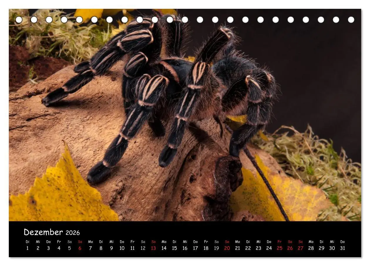 Bild: 9783457993408 | Mystische Vogelspinnen (Tischkalender 2026 DIN A5 quer), CALVENDO...