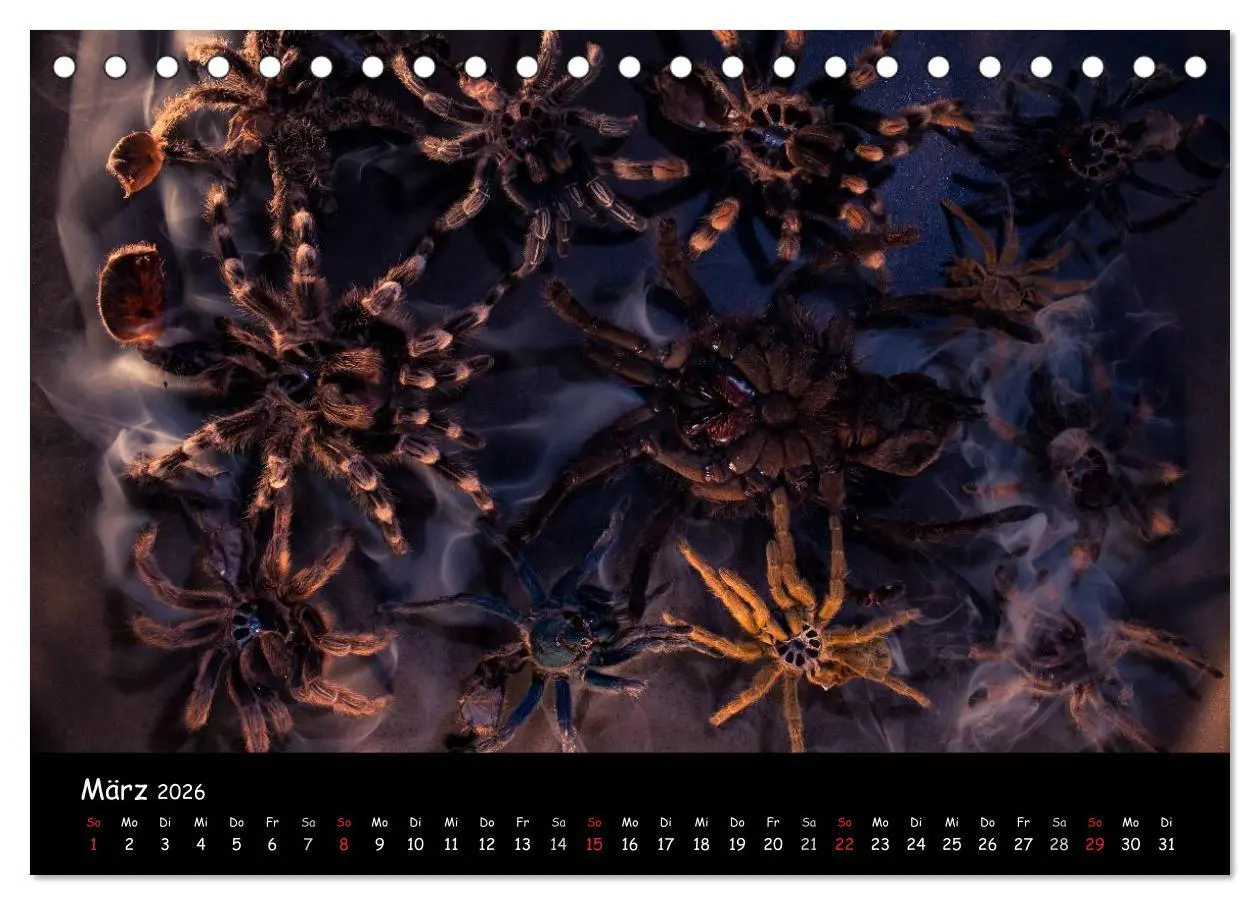 Bild: 9783457993408 | Mystische Vogelspinnen (Tischkalender 2026 DIN A5 quer), CALVENDO...