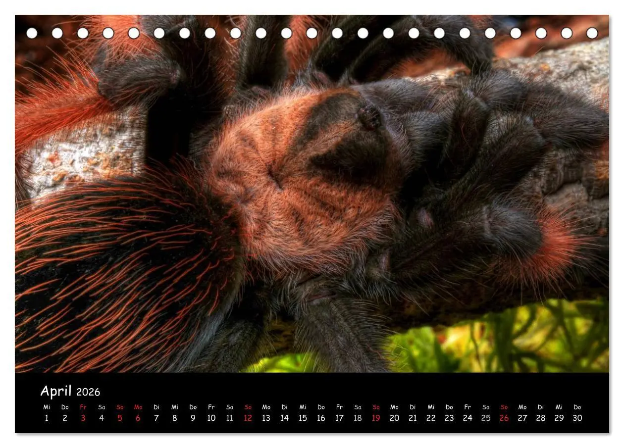 Bild: 9783457993408 | Mystische Vogelspinnen (Tischkalender 2026 DIN A5 quer), CALVENDO...