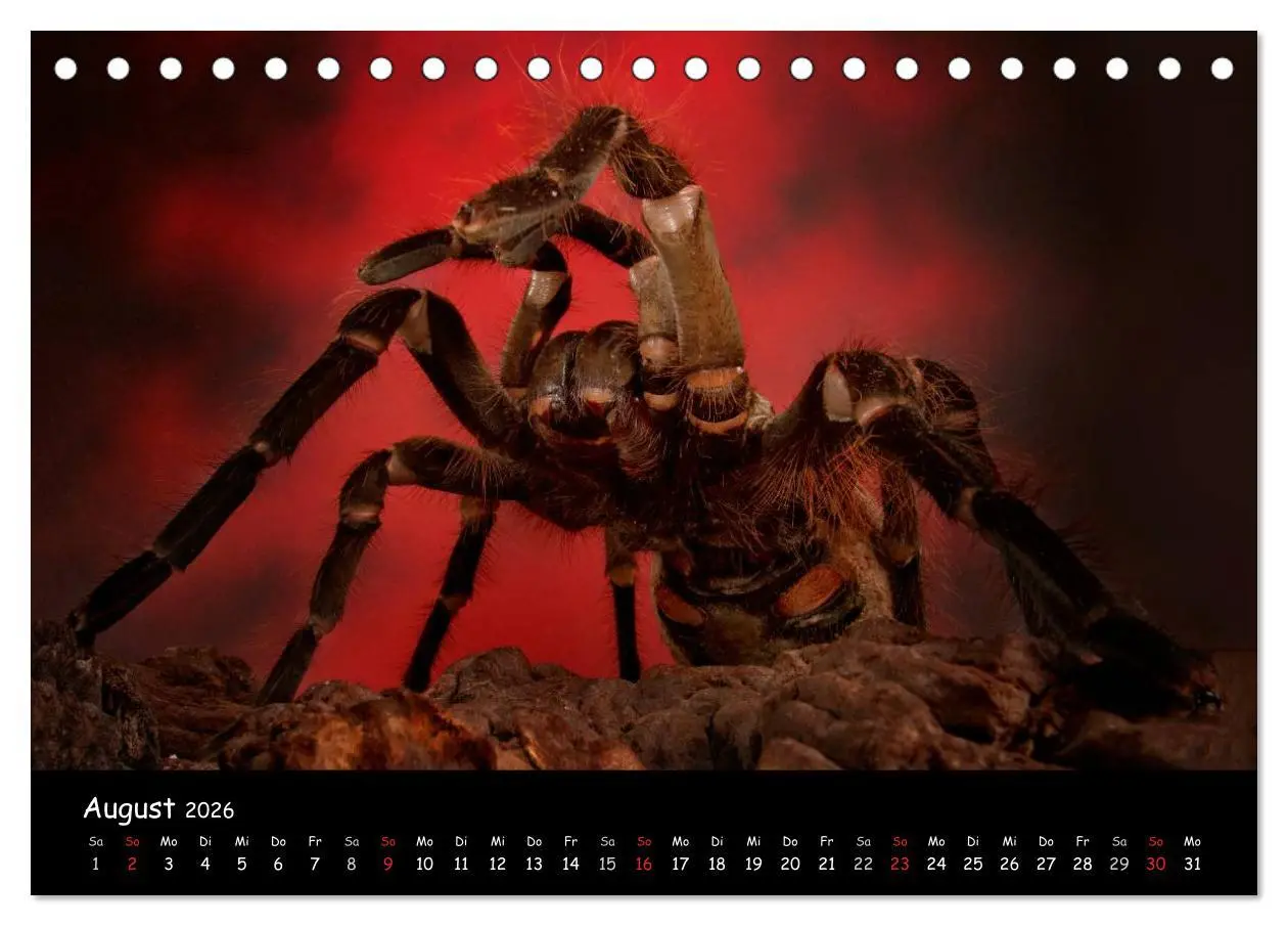 Bild: 9783457993408 | Mystische Vogelspinnen (Tischkalender 2026 DIN A5 quer), CALVENDO...