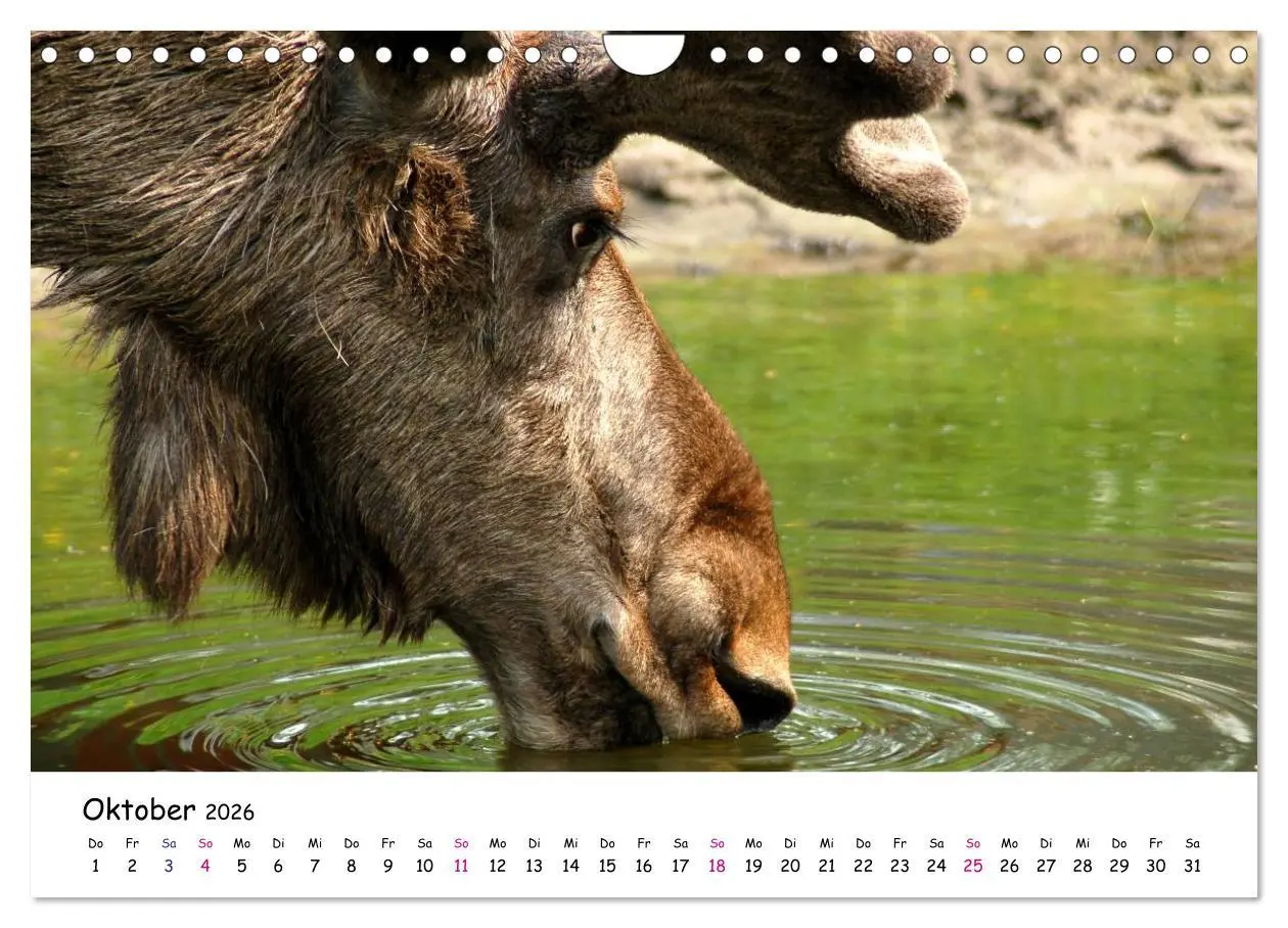 Bild: 9783516153408 | Südschweden Smaland 2026 (Wandkalender 2026 DIN A4 quer), CALVENDO...