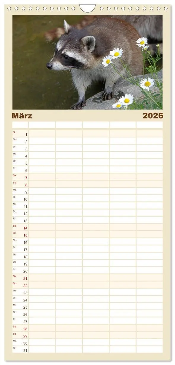 Bild: 9783516523508 | Familienplaner 2026 - Waschbären mit 5 Spalten (Wandkalender, 21 x...