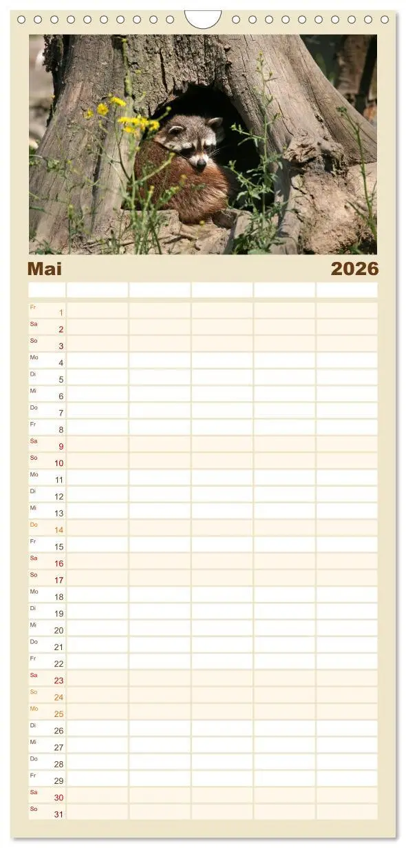 Bild: 9783516523508 | Familienplaner 2026 - Waschbären mit 5 Spalten (Wandkalender, 21 x...