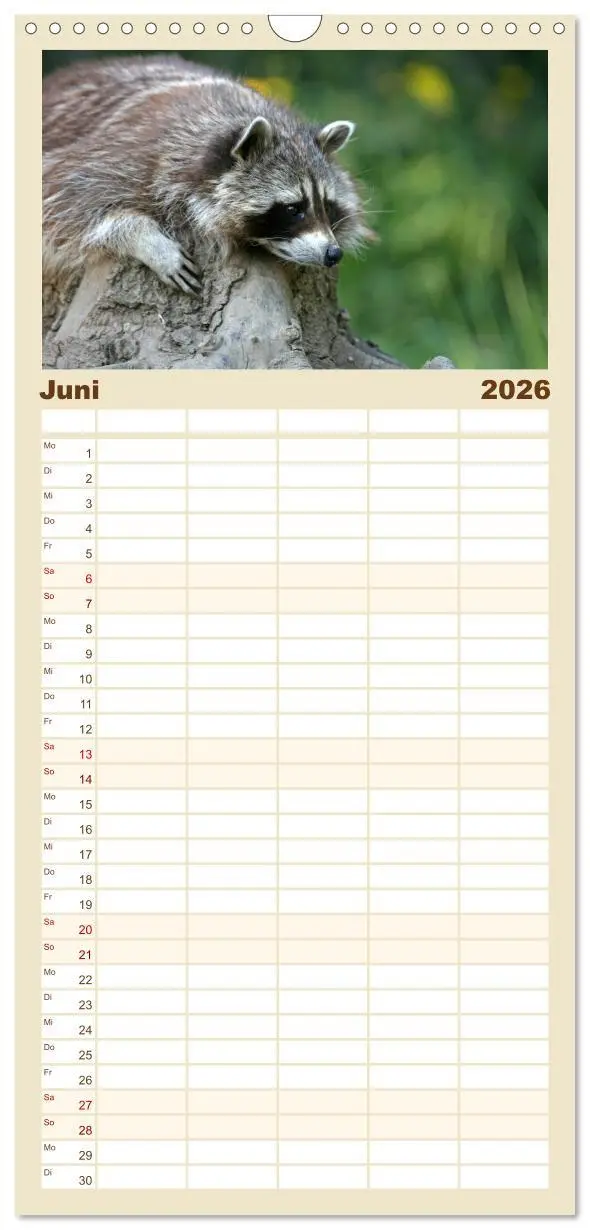 Bild: 9783516523508 | Familienplaner 2026 - Waschbären mit 5 Spalten (Wandkalender, 21 x...