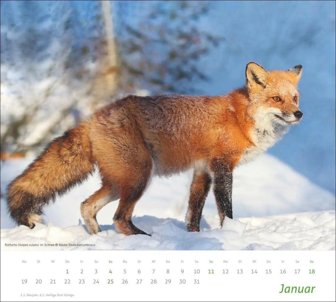 Bild: 9783756413508 | times&amp;more Heimische Tiere Bildkalender 2026 | Kalender | 14 S. | 2026