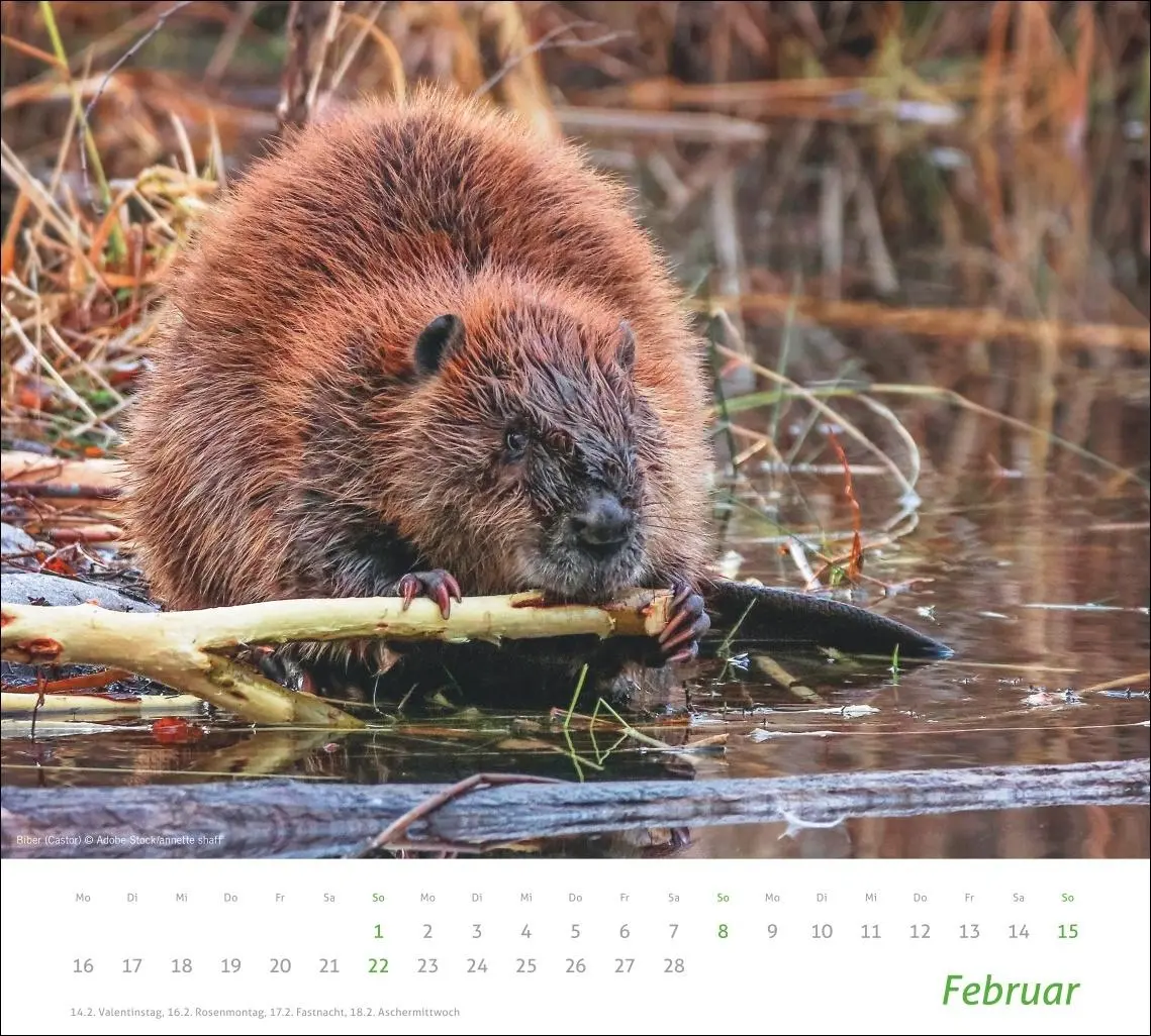 Bild: 9783756413508 | times&amp;more Heimische Tiere Bildkalender 2026 | Kalender | 14 S. | 2026