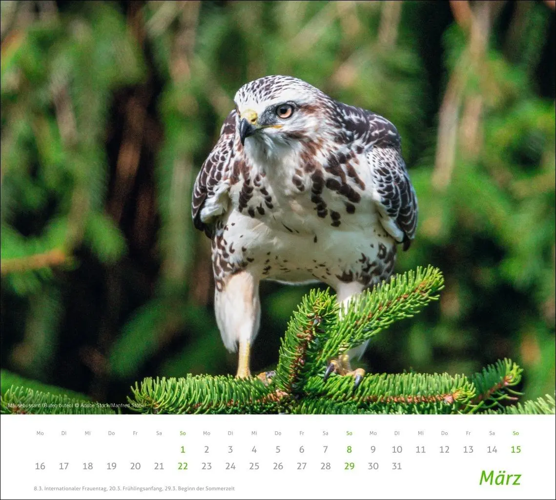 Bild: 9783756413508 | times&amp;more Heimische Tiere Bildkalender 2026 | Kalender | 14 S. | 2026