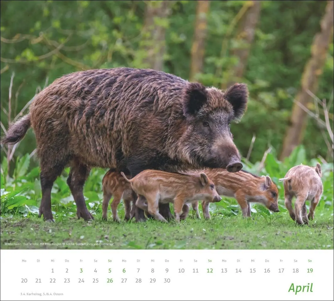 Bild: 9783756413508 | times&amp;more Heimische Tiere Bildkalender 2026 | Kalender | 14 S. | 2026