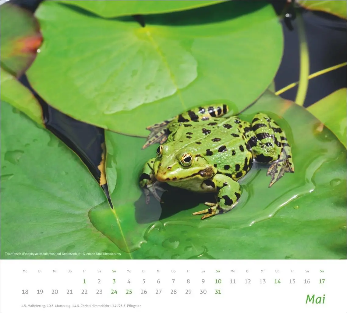 Bild: 9783756413508 | times&amp;more Heimische Tiere Bildkalender 2026 | Kalender | 14 S. | 2026