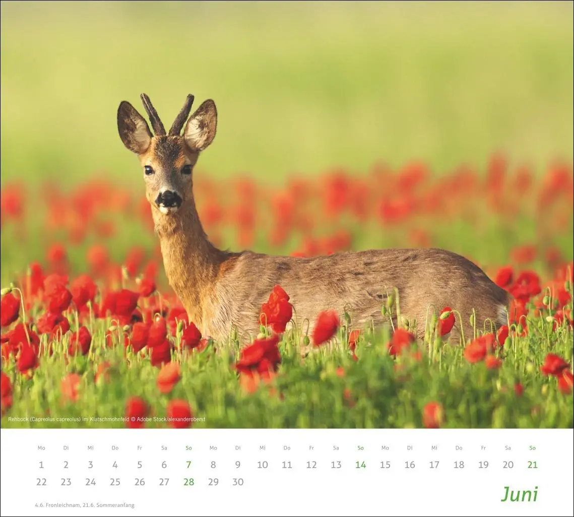 Bild: 9783756413508 | times&amp;more Heimische Tiere Bildkalender 2026 | Kalender | 14 S. | 2026