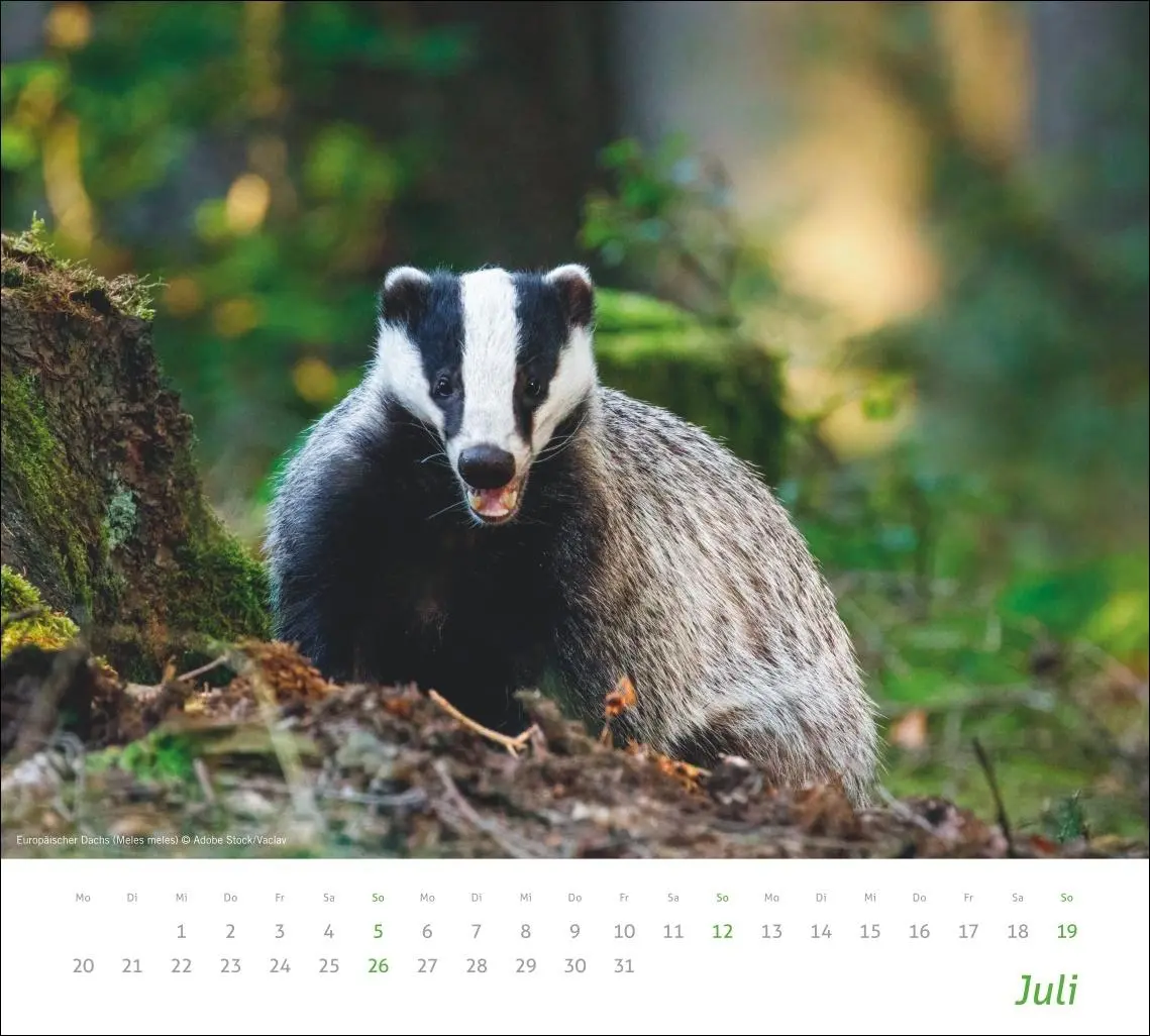 Bild: 9783756413508 | times&amp;more Heimische Tiere Bildkalender 2026 | Kalender | 14 S. | 2026