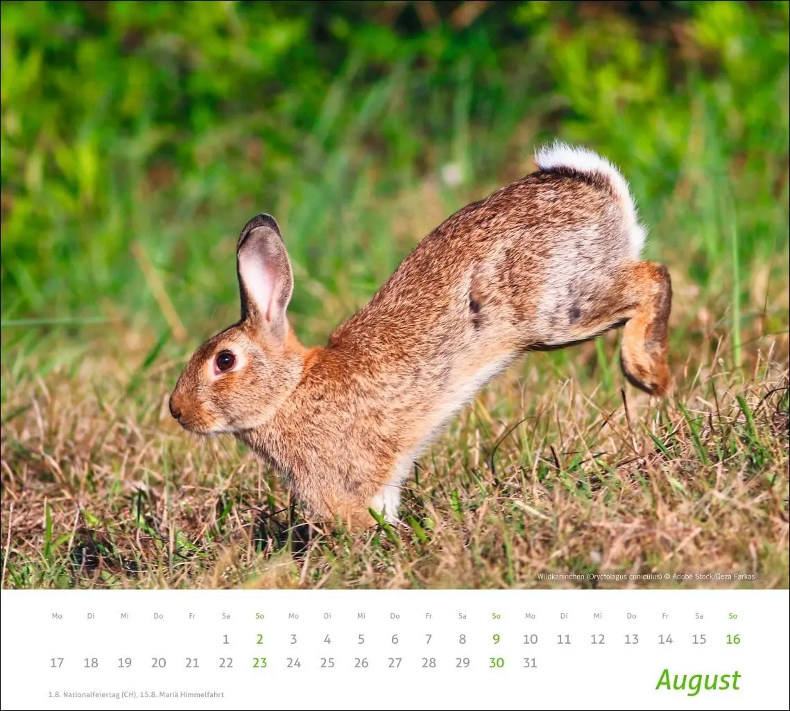 Bild: 9783756413508 | times&amp;more Heimische Tiere Bildkalender 2026 | Kalender | 14 S. | 2026