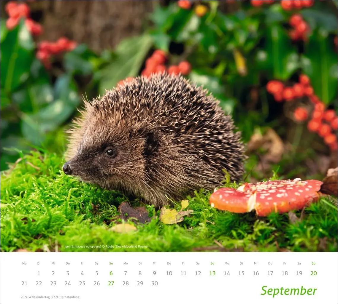 Bild: 9783756413508 | times&amp;more Heimische Tiere Bildkalender 2026 | Kalender | 14 S. | 2026