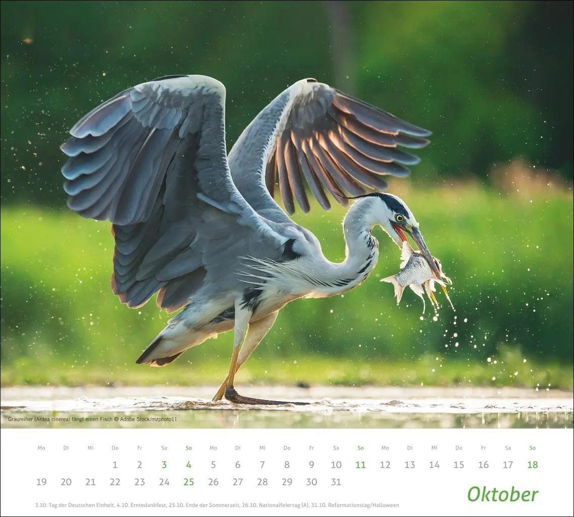 Bild: 9783756413508 | times&amp;more Heimische Tiere Bildkalender 2026 | Kalender | 14 S. | 2026