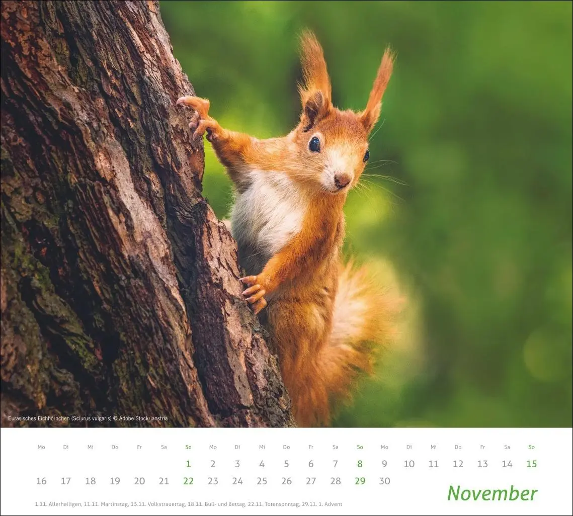 Bild: 9783756413508 | times&amp;more Heimische Tiere Bildkalender 2026 | Kalender | 14 S. | 2026