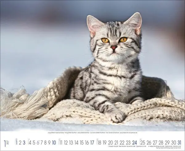 Bild: 9783819303708 | Samtpfoten 2027 | Verlag Korsch | Kalender | 14 S. | Deutsch | 2027