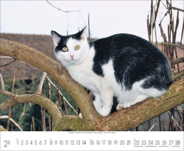 Bild: 9783819303708 | Samtpfoten 2027 | Verlag Korsch | Kalender | 14 S. | Deutsch | 2027