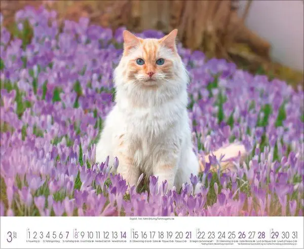 Bild: 9783819303708 | Samtpfoten 2027 | Verlag Korsch | Kalender | 14 S. | Deutsch | 2027
