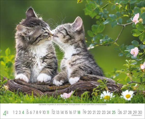 Bild: 9783819303708 | Samtpfoten 2027 | Verlag Korsch | Kalender | 14 S. | Deutsch | 2027