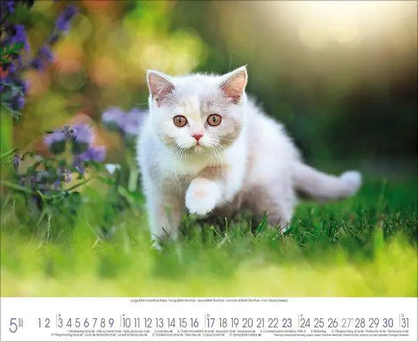 Bild: 9783819303708 | Samtpfoten 2027 | Verlag Korsch | Kalender | 14 S. | Deutsch | 2027