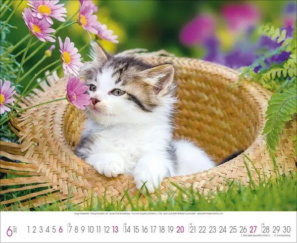 Bild: 9783819303708 | Samtpfoten 2027 | Verlag Korsch | Kalender | 14 S. | Deutsch | 2027