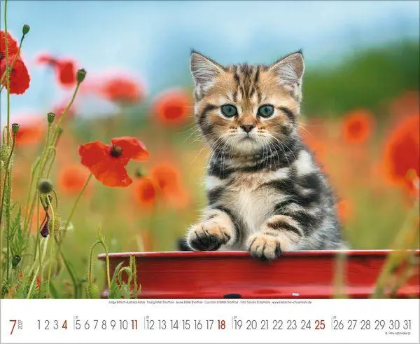 Bild: 9783819303708 | Samtpfoten 2027 | Verlag Korsch | Kalender | 14 S. | Deutsch | 2027