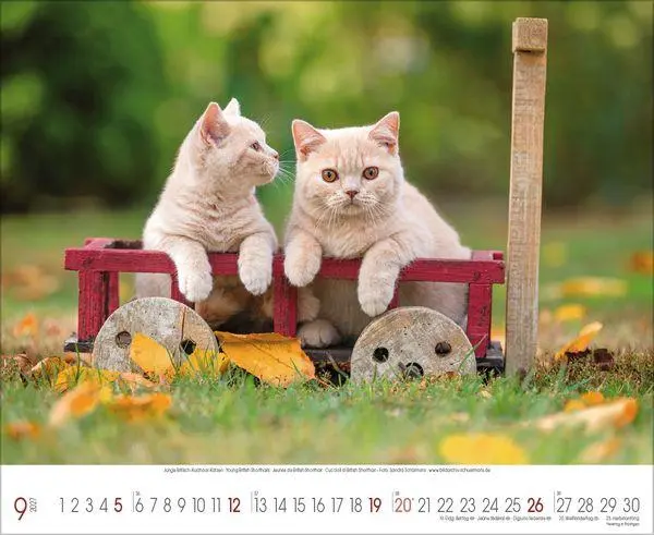Bild: 9783819303708 | Samtpfoten 2027 | Verlag Korsch | Kalender | 14 S. | Deutsch | 2027