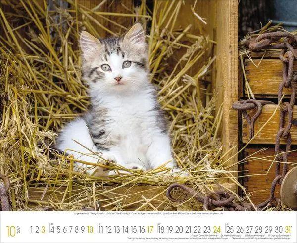 Bild: 9783819303708 | Samtpfoten 2027 | Verlag Korsch | Kalender | 14 S. | Deutsch | 2027