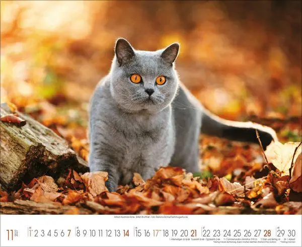 Bild: 9783819303708 | Samtpfoten 2027 | Verlag Korsch | Kalender | 14 S. | Deutsch | 2027