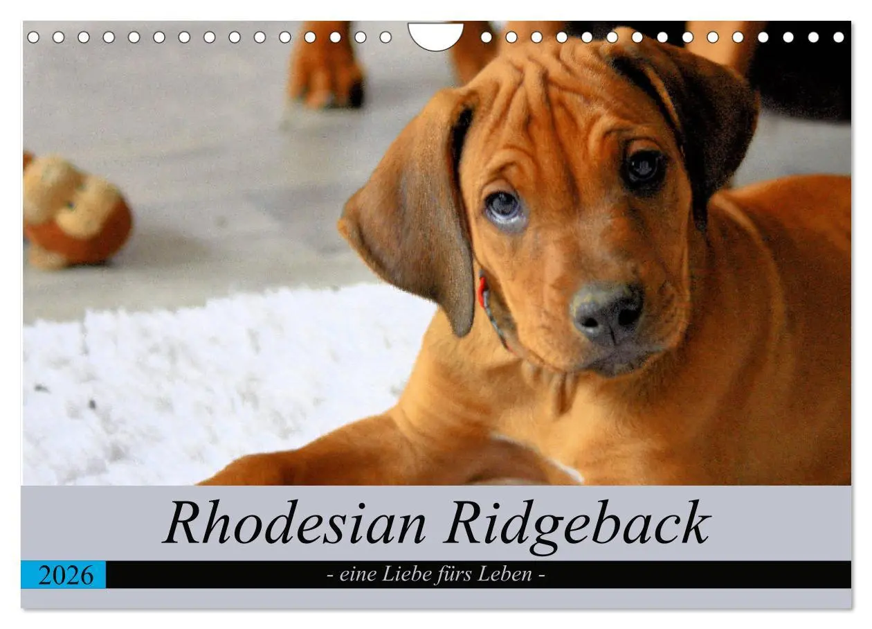 Cover: 9783457883808 | Rhodesian Ridgeback - eine Liebe fürs Leben (Wandkalender 2026 DIN...