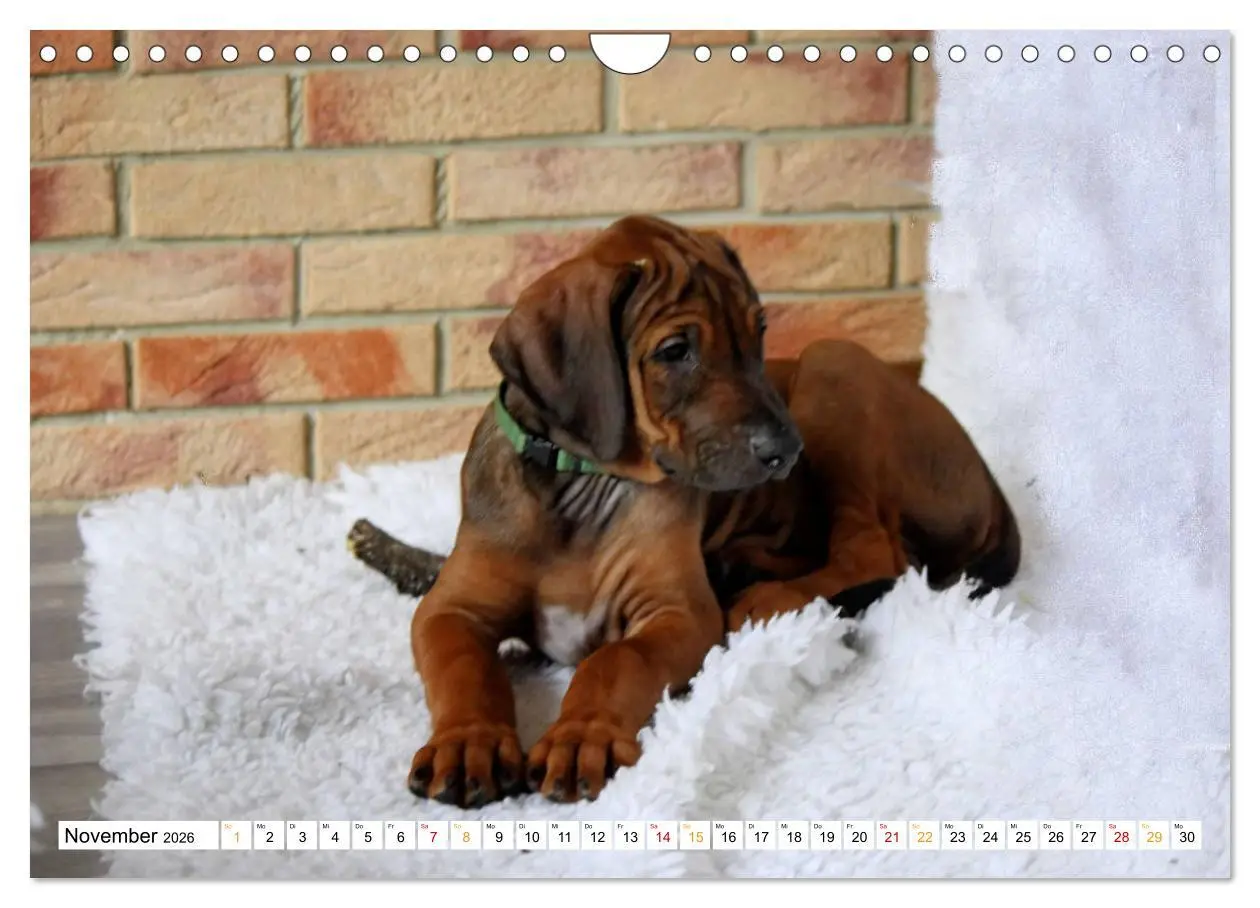Bild: 9783457883808 | Rhodesian Ridgeback - eine Liebe fürs Leben (Wandkalender 2026 DIN...