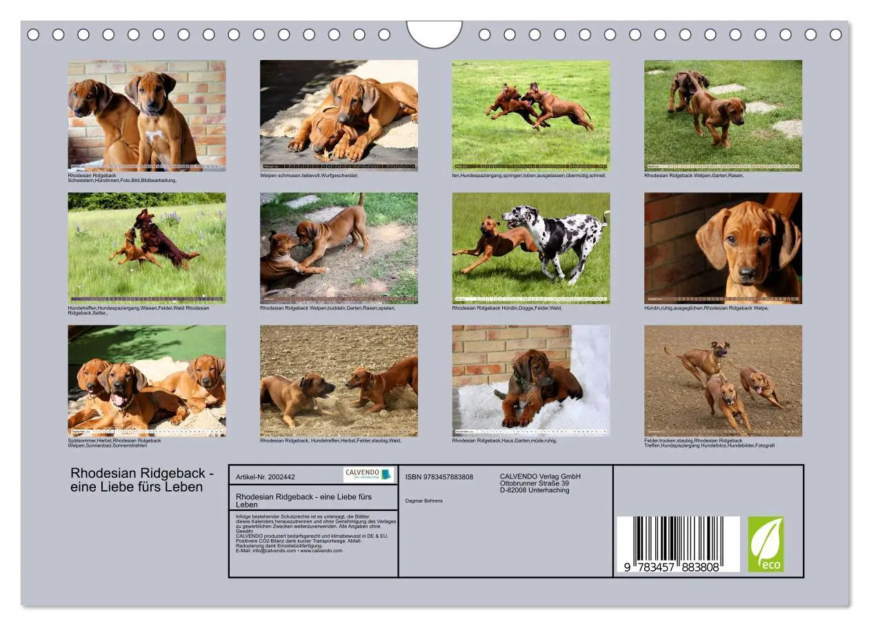 Bild: 9783457883808 | Rhodesian Ridgeback - eine Liebe fürs Leben (Wandkalender 2026 DIN...