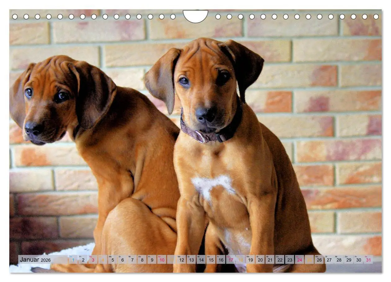 Bild: 9783457883808 | Rhodesian Ridgeback - eine Liebe fürs Leben (Wandkalender 2026 DIN...