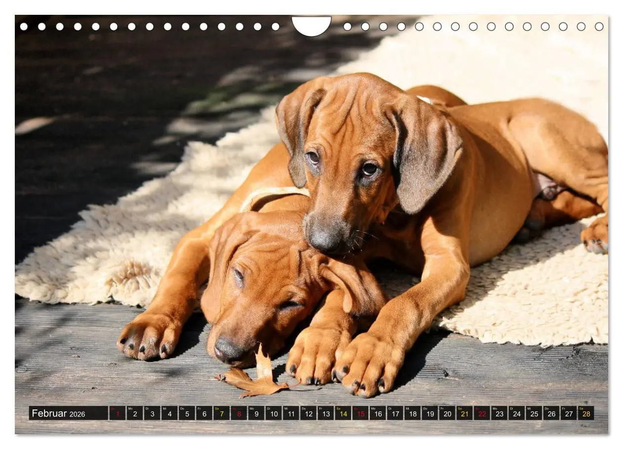 Bild: 9783457883808 | Rhodesian Ridgeback - eine Liebe fürs Leben (Wandkalender 2026 DIN...