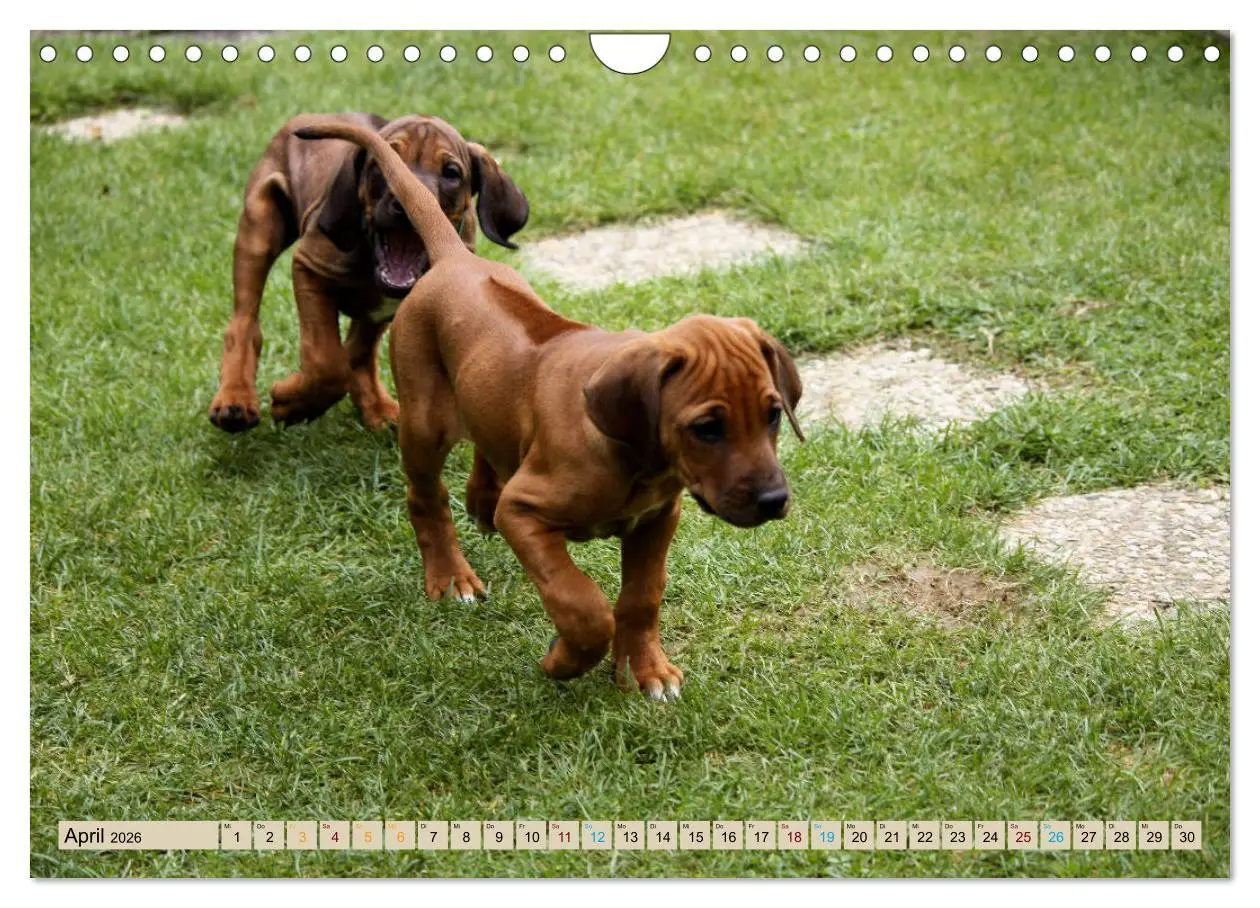 Bild: 9783457883808 | Rhodesian Ridgeback - eine Liebe fürs Leben (Wandkalender 2026 DIN...