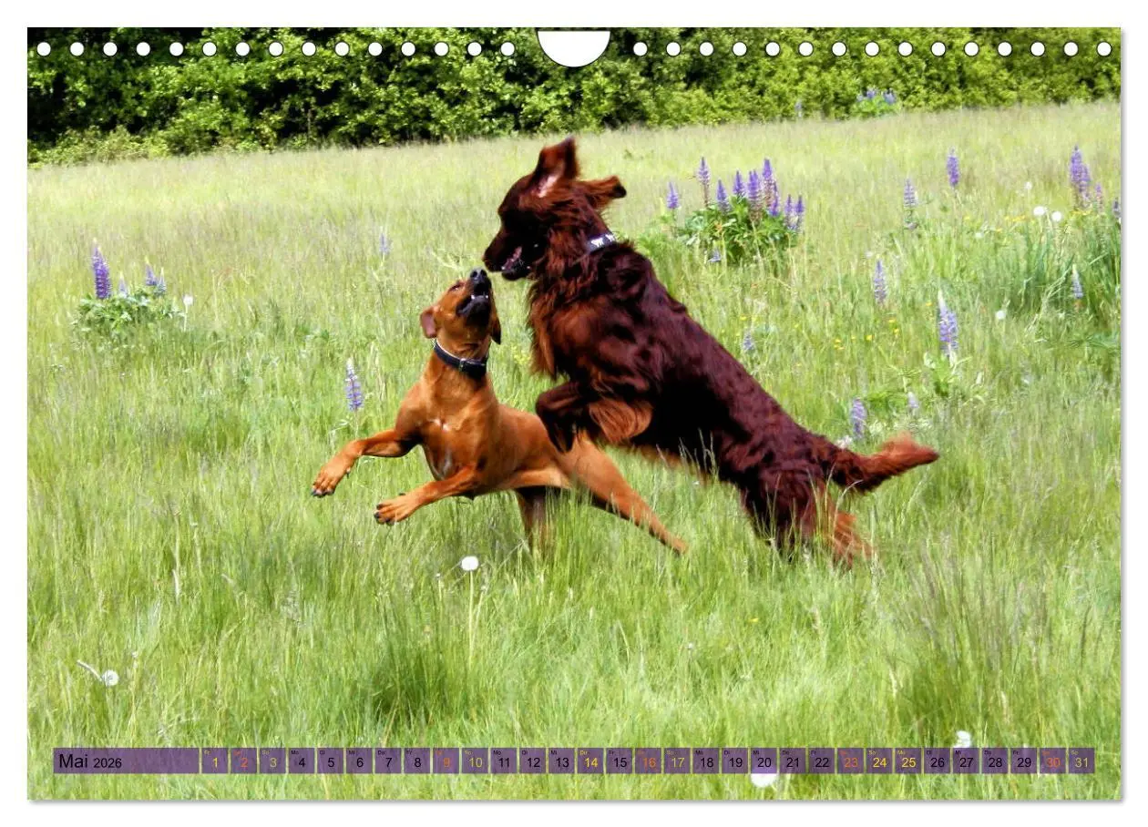 Bild: 9783457883808 | Rhodesian Ridgeback - eine Liebe fürs Leben (Wandkalender 2026 DIN...